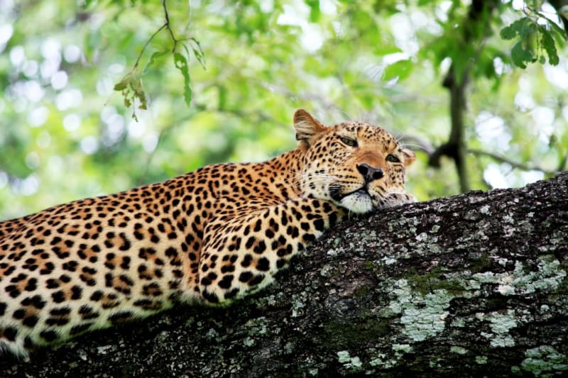 Zambia National Park Safari Packages 2027: Kafue Prices