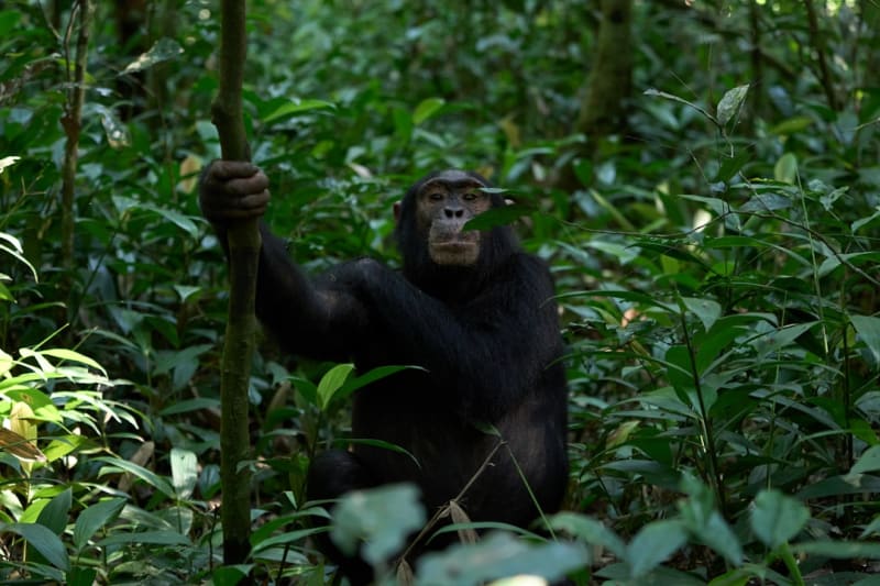 Kibale Chimpanzee Trekking 2027: Permits, Prices & Booking