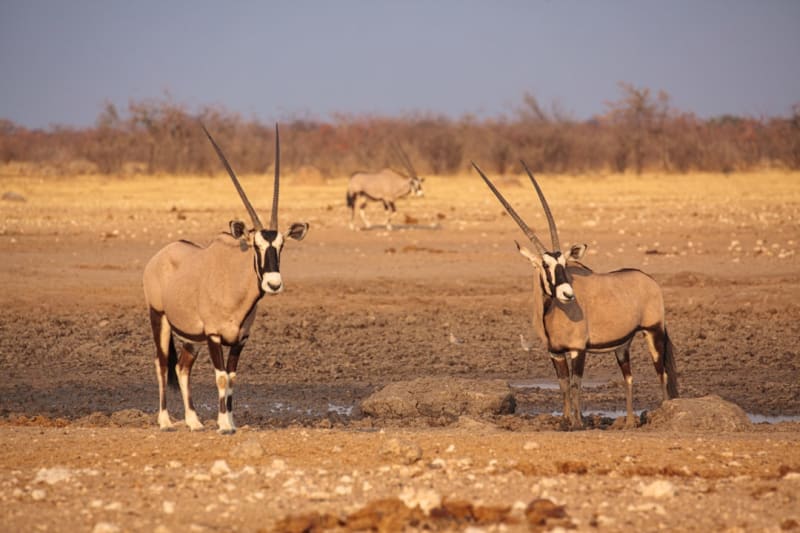 Etosha National Park Entry Fees 2027: Safari Costs