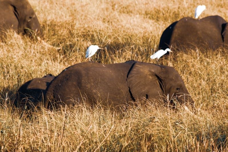 Banhine National Park Safari Packages 2027: Prices & Booking