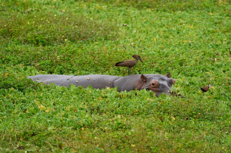 Bangweulu Wetlands Safari Packages 2027: Prices and Access