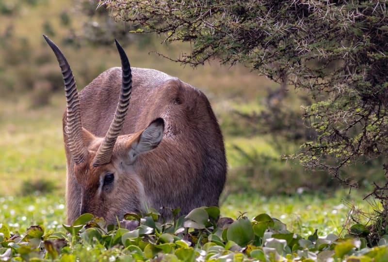 Lake Naivasha Boat Safari Packages 2027: Prices & Booking