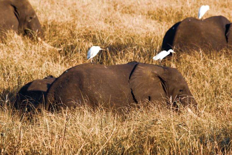 Plan a 7-Day Gorongosa Safari in 2027: Costs by Budget