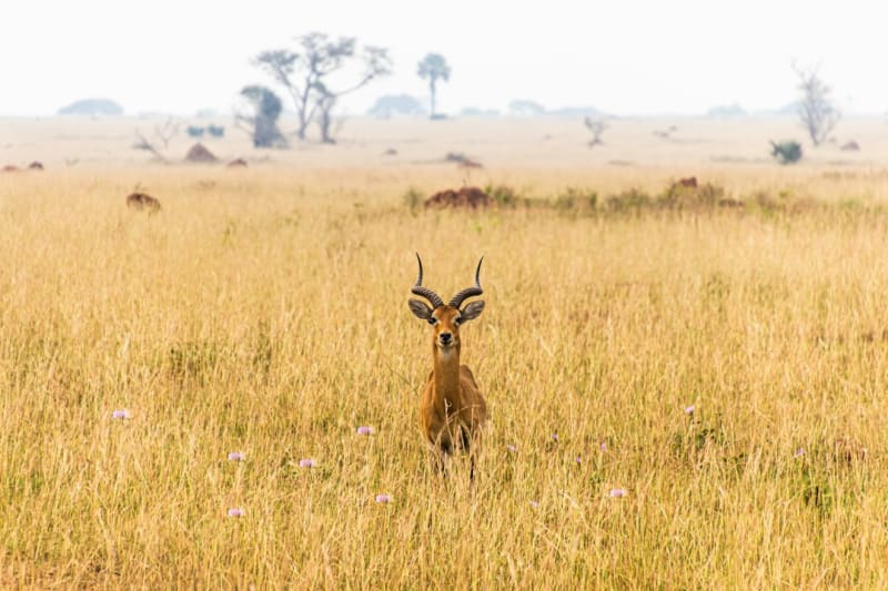 Lake Mburo Safari Packages 2027: Prices and Best Time