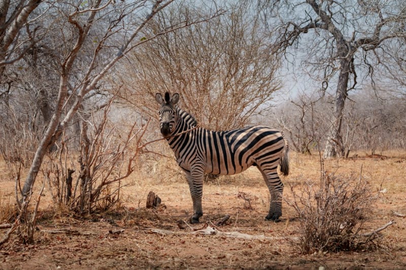 Chief's Island-Safaripakete 2027: Kosten und Anreise