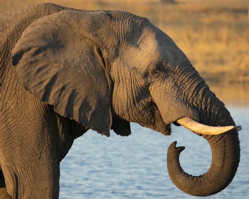 Book Kazuma Pan Safaris in 2027: Fees and Package Costs