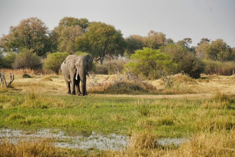 Chobe National Park Safari Cost 2027: What Your Quote Covers