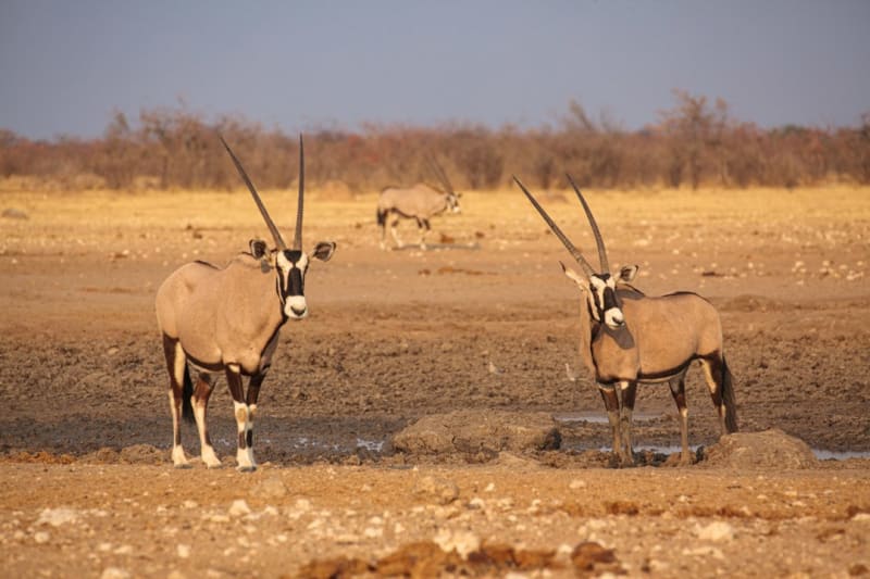 7-Day Etosha Safari Cost 2027: Compare Packages