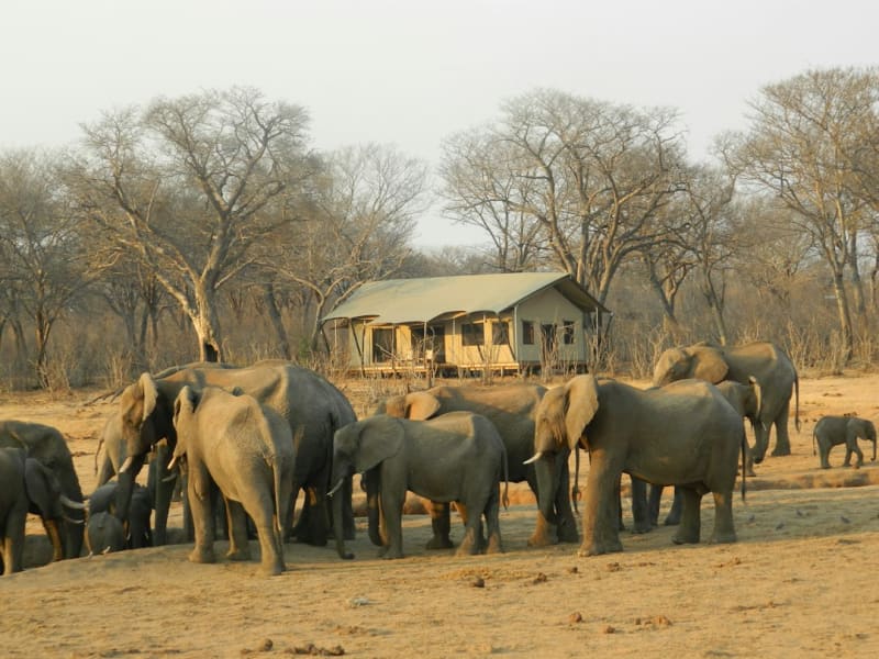 Best Time for Zimbabwe Safari: 2027 Month-by-Month Guide