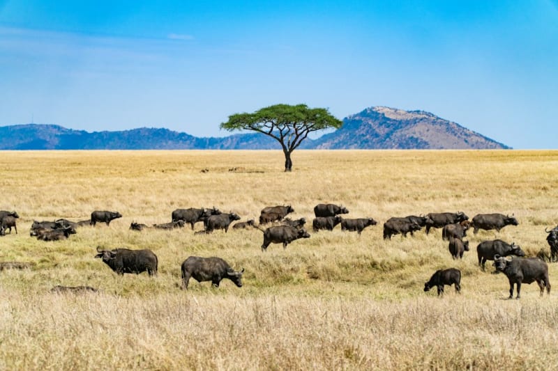 Arusha Day Trip Packages 2027: Prices and Itineraries