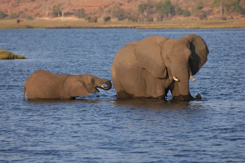 Driving in Botswana: Self-Drive Rules & Licence 2026