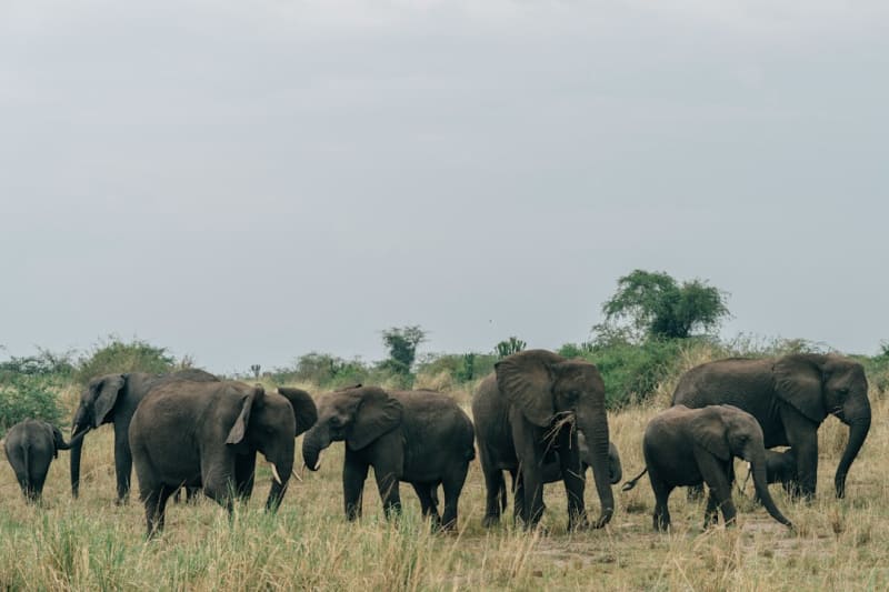 Kibale Forest Safari Itinerary 2027: 4-Day Cost Guide