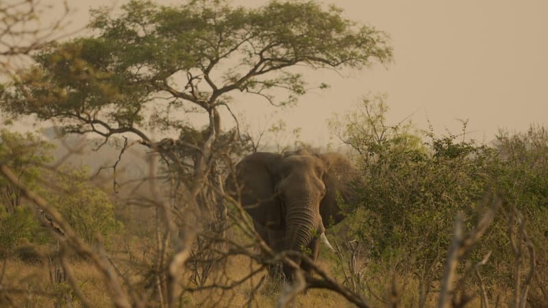 Hlane Royal National Park Entry Fees 2027: Safari Costs