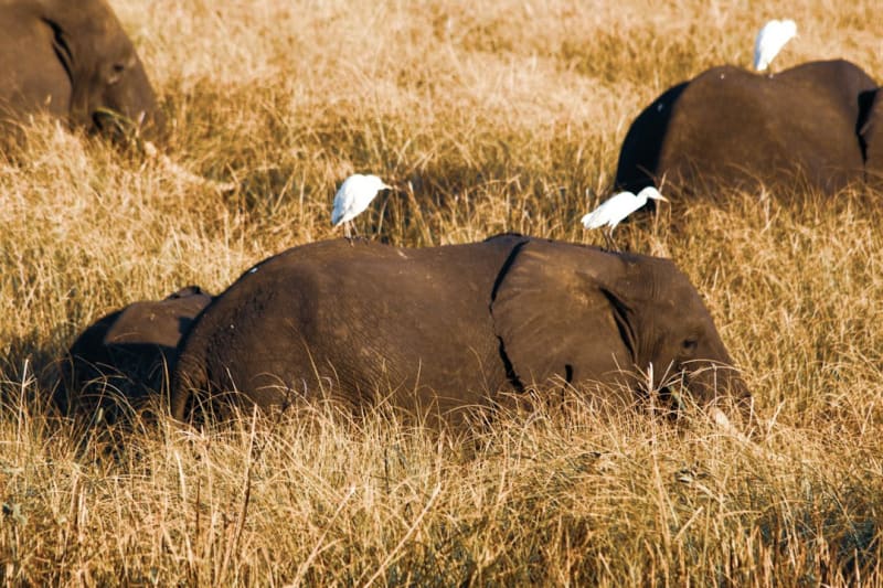 7-Day Gorongosa Safari Itinerary 2027: Costs by Day