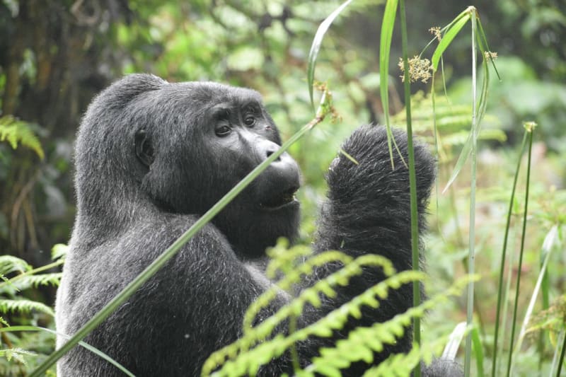 Kinigi Gorilla Trekking Packages 2027: Permit Costs
