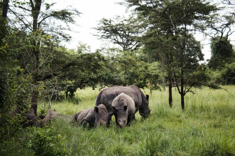 Lake Mburo National Park Safari Prices 2027: Fees and Booking
