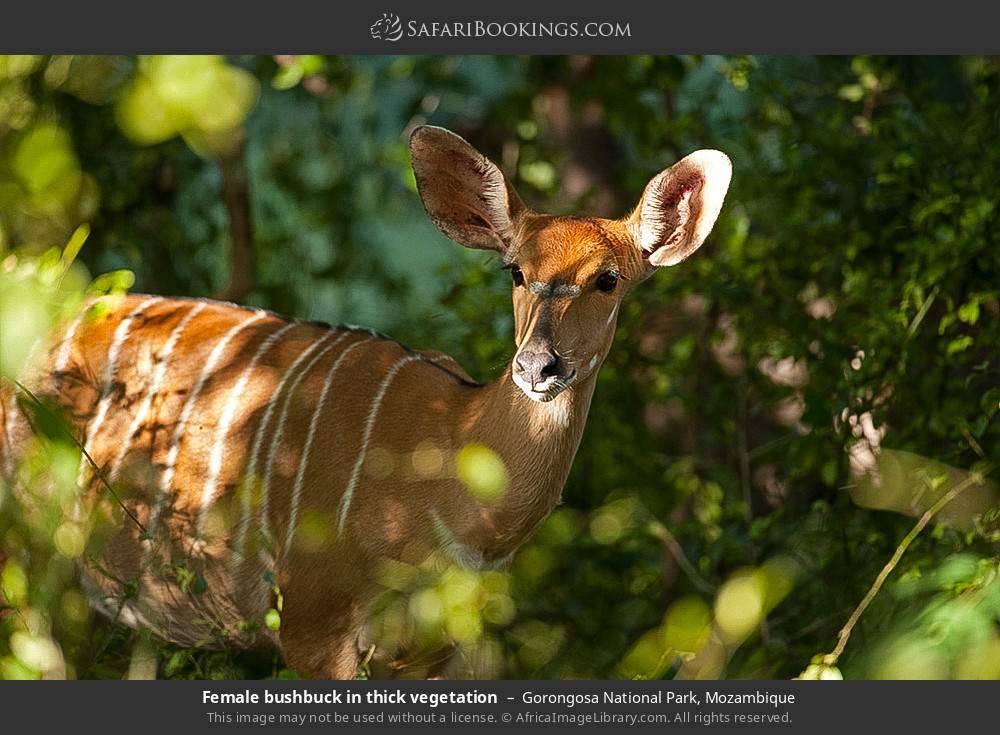 Mozambique Wildlife Discovery Safari Experience