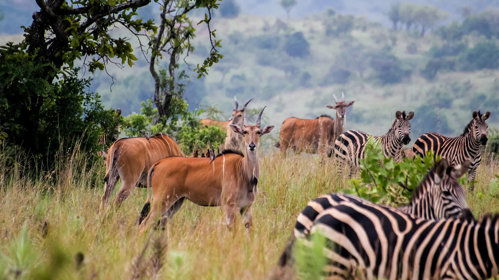 Rwanda's Complete Wildlife & Gorilla Explorer