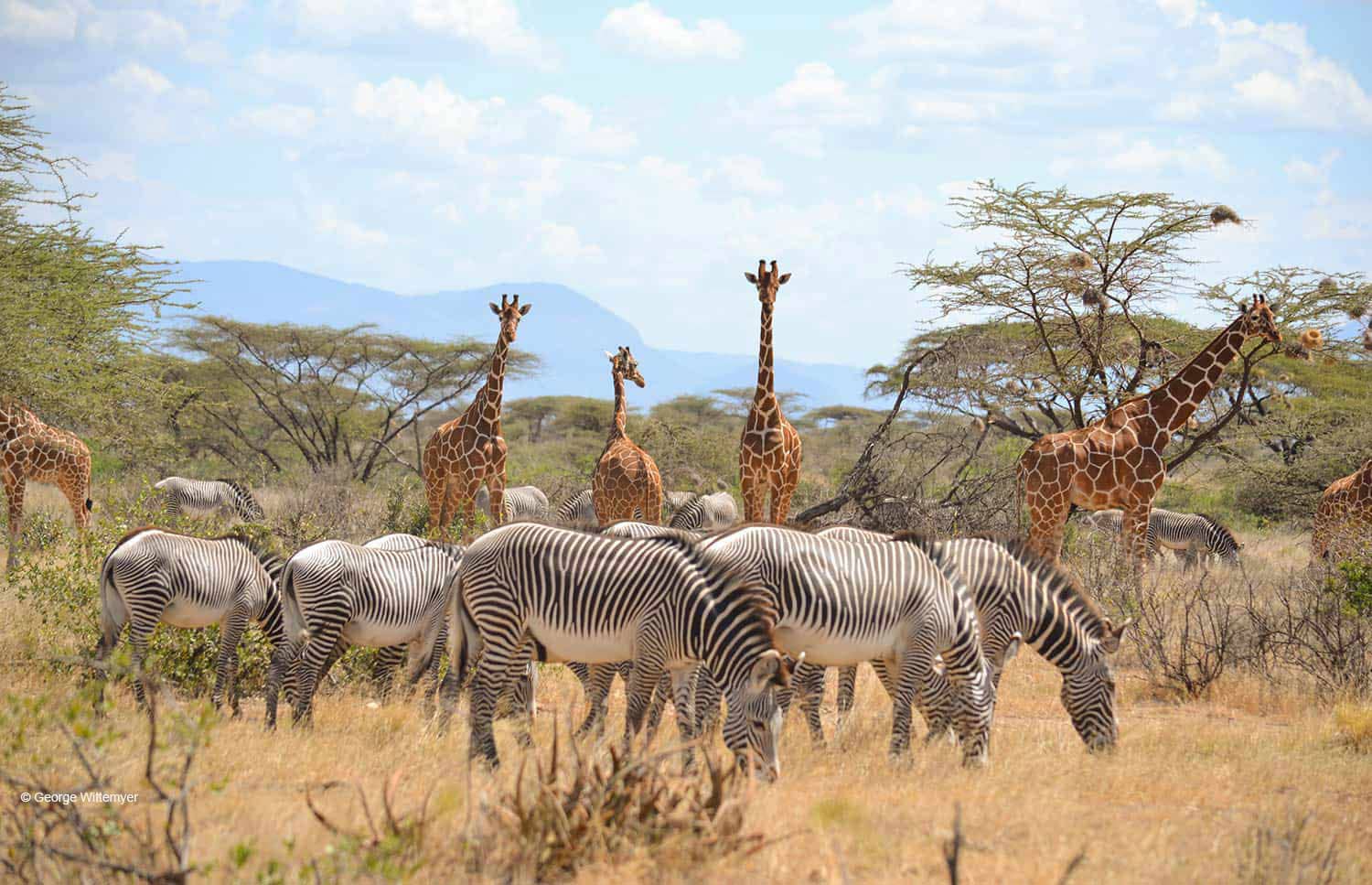 Ultimate Kenya Safari Adventure Experience