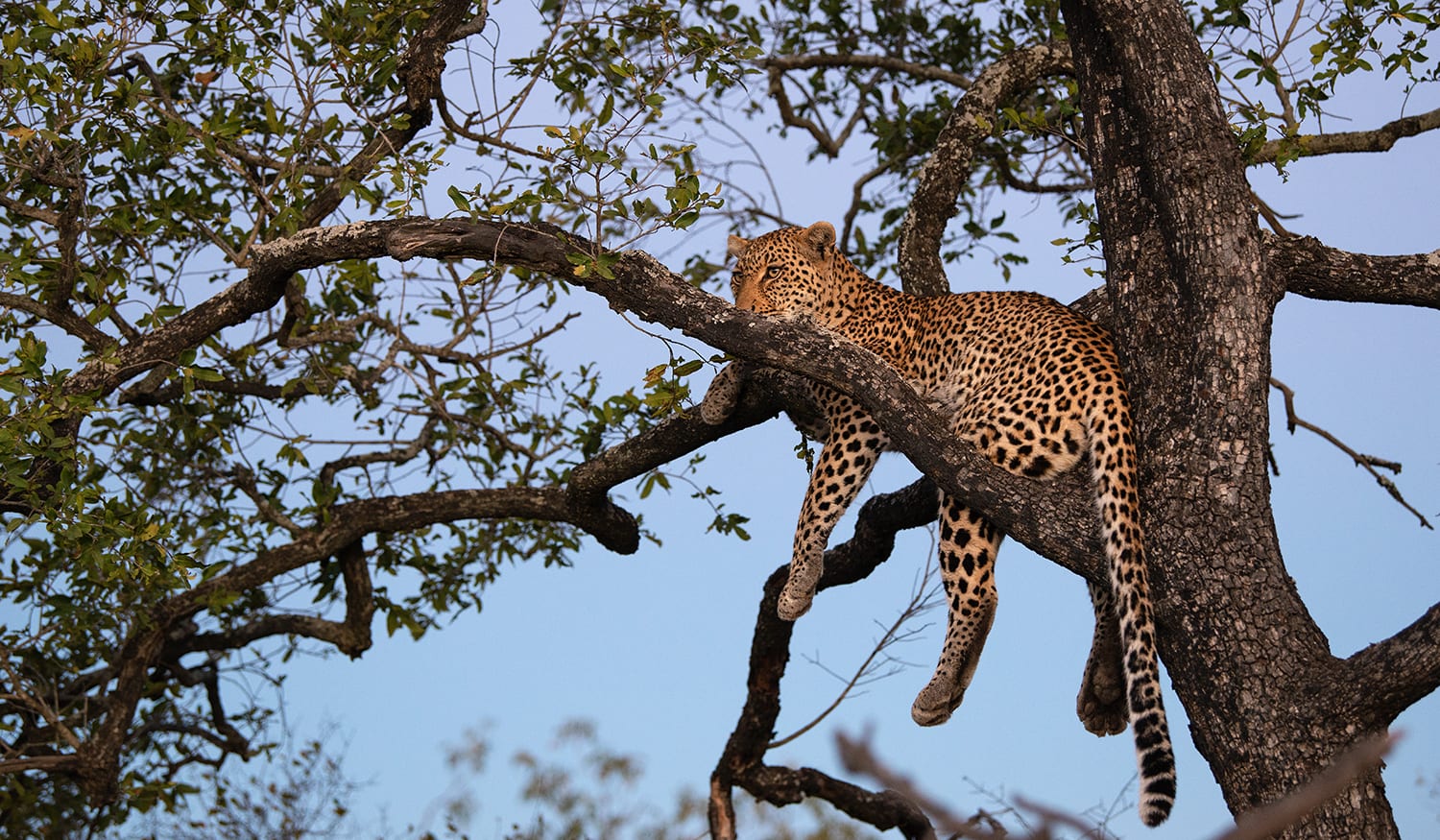 Ultimate Kruger & Mauritius Luxury Escape
