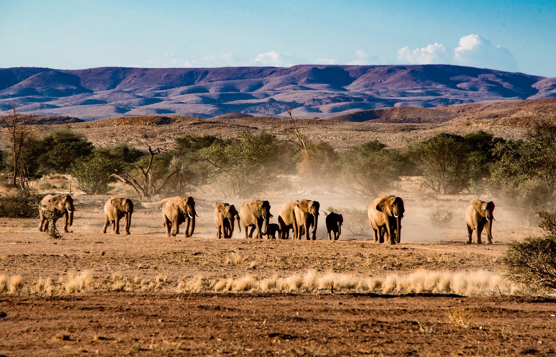 Namibia's Greatest Wildlife Adventure Self-Drive