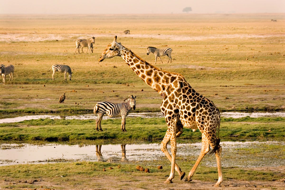 Botswana's Big Five Explorer Safari
