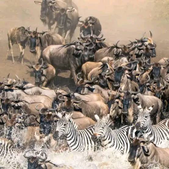 How much does a 7-day safari cost?