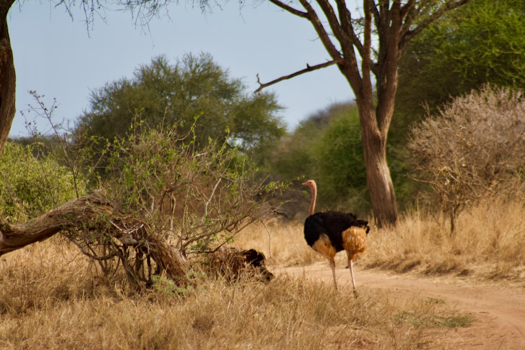 How Much Does a Budget Safari for Couples Cost in Tanzania Versus Kruger National Park?