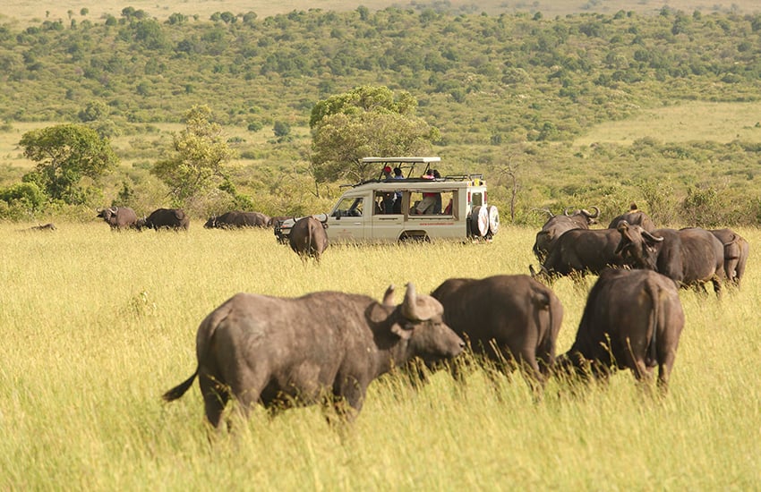 How Much Does a Kenya Safari Cost for Danish Travelers: Complete 2026 Pricing Breakdown
