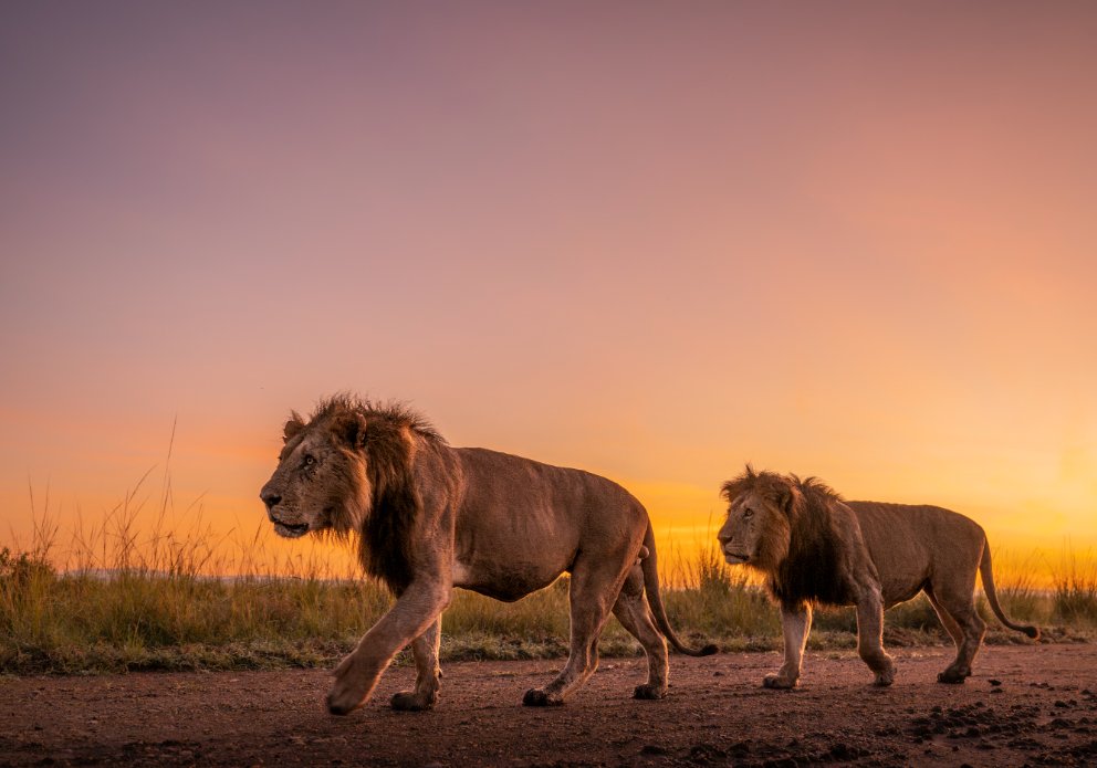 Affordable Kenya Safaris Tours with All-Inclusive Options