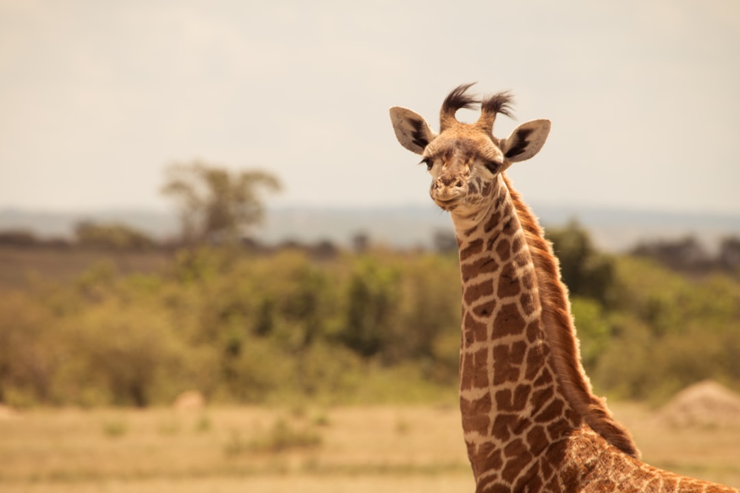 How to Avoid Booking Scams When Purchasing Kenya Wildlife Safari Packages Online