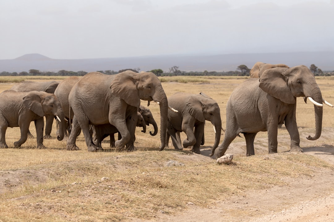 Maasai Mara vs Amboseli Safari: Which Package Offers Better Value for Your Budget