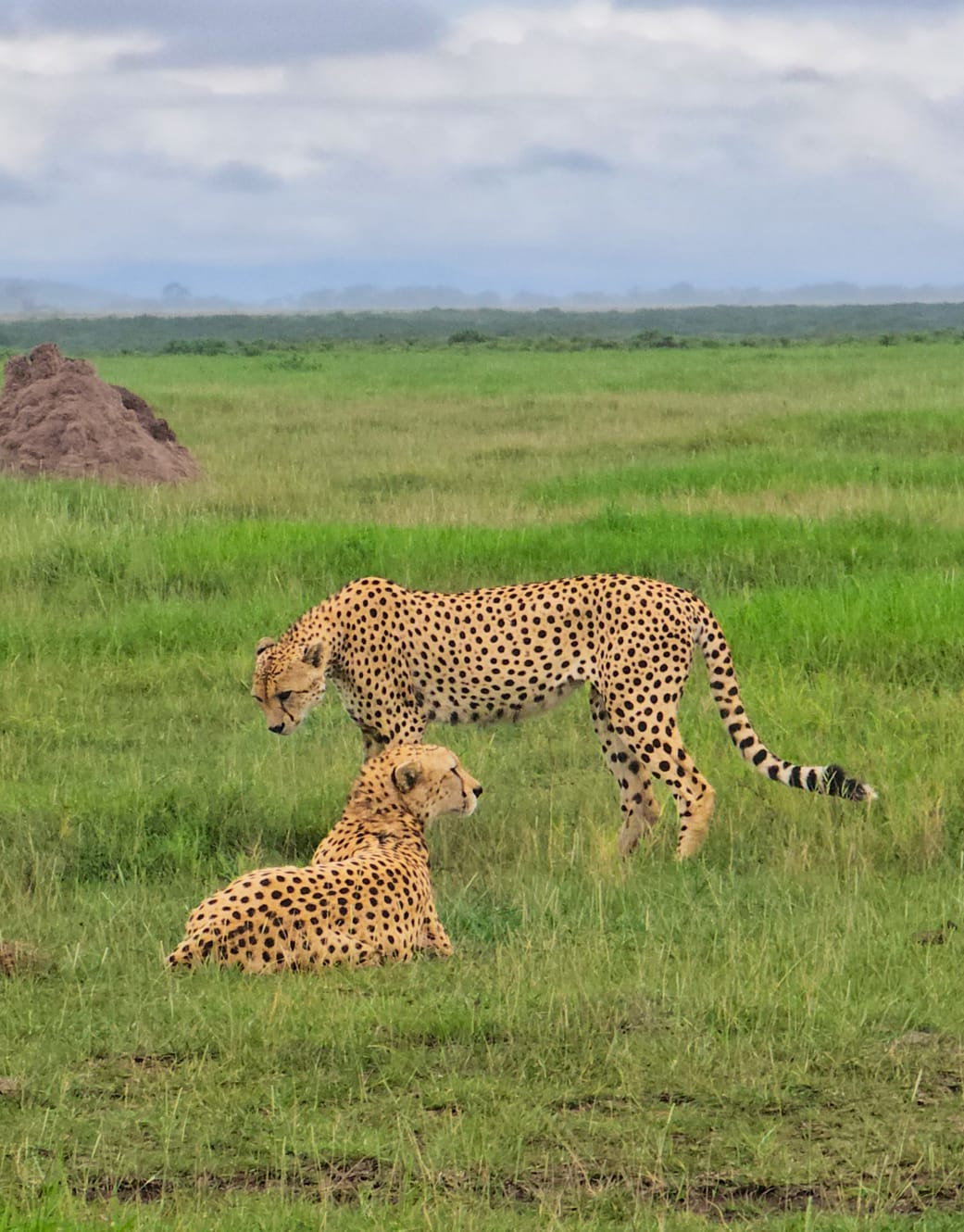 3-Day Masai Mara Budget Safari