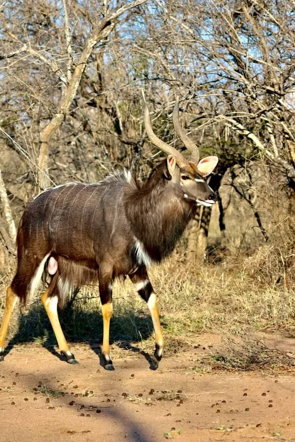5-Day Masai Mara, Lake Nakuru, Hells Gate Budget Safari