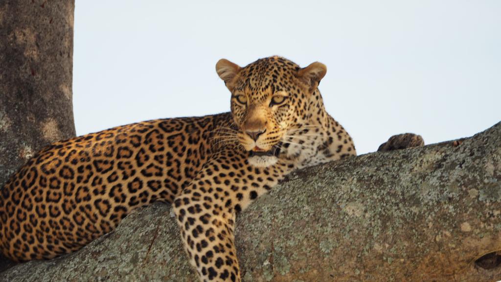 1-Day Lake Nakuru National Park Day Trip