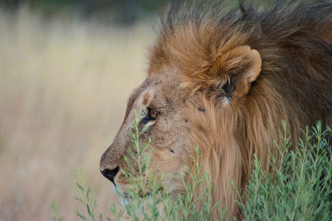 Top 7 Budget Safari Packages Under $1800 for Solo Travelers in Etosha National Park