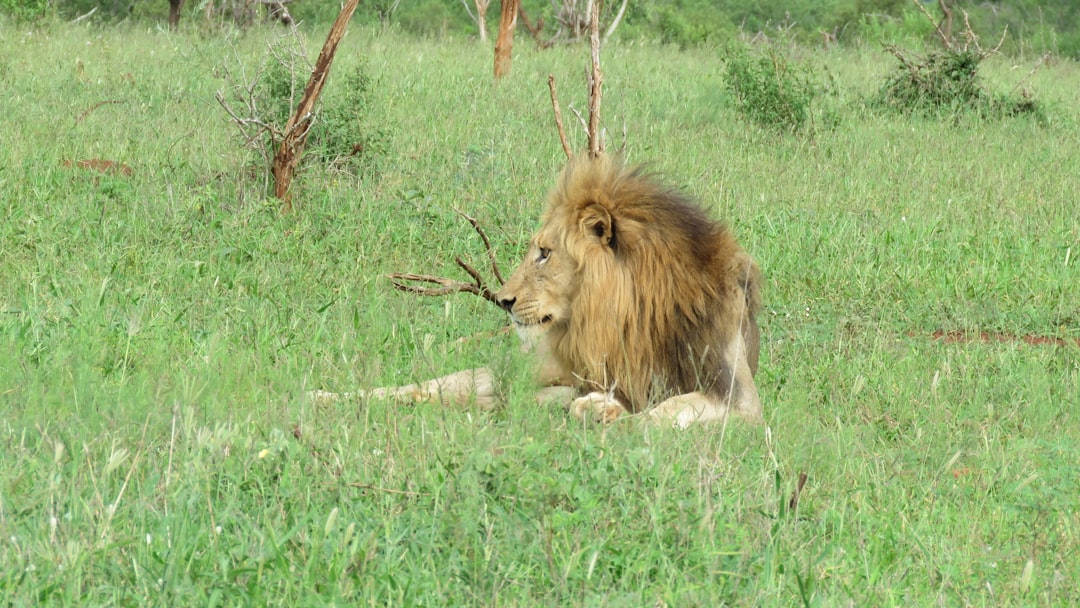 Serengeti vs Kruger National Park: Which Minimalist Safari Destination Is Better for Budget Travelers