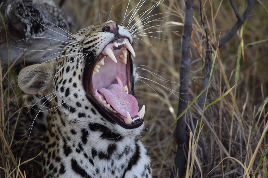 How much does a 5-day Okavango Delta safari cost in 2025 for first-time travelers