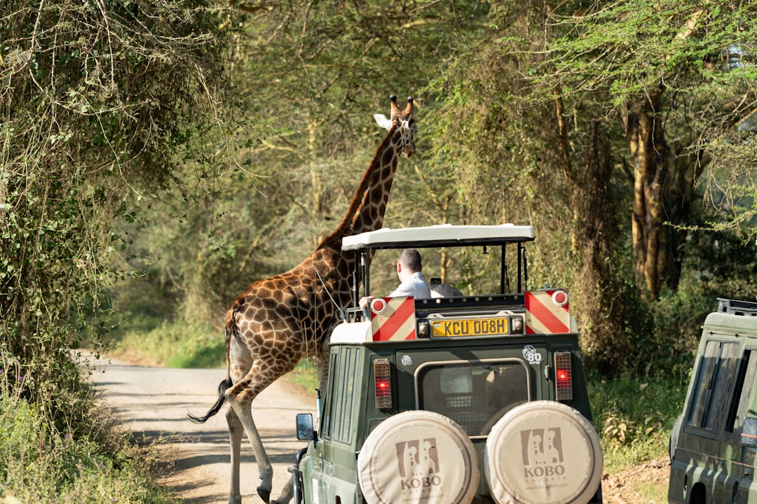 How to Plan a Minimalist Safari Under $2500 Without Sacrificing Wildlife Experience