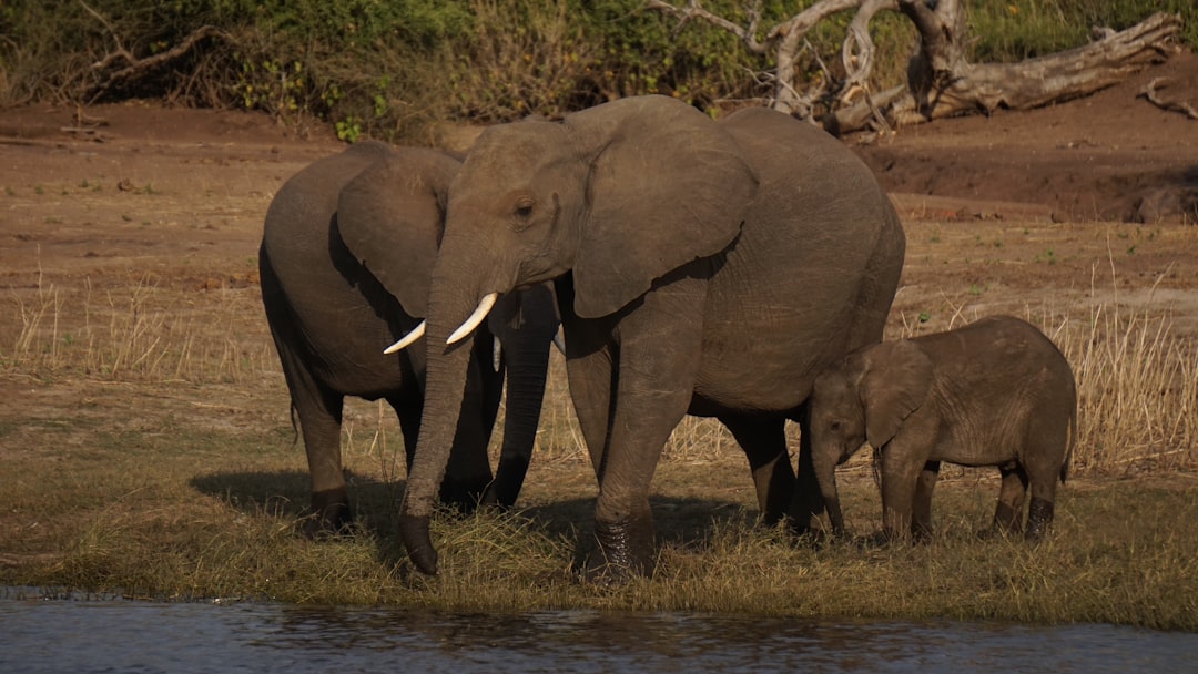 Complete budget traveler's guide to Botswana safari under $2500 per person without compromising experience