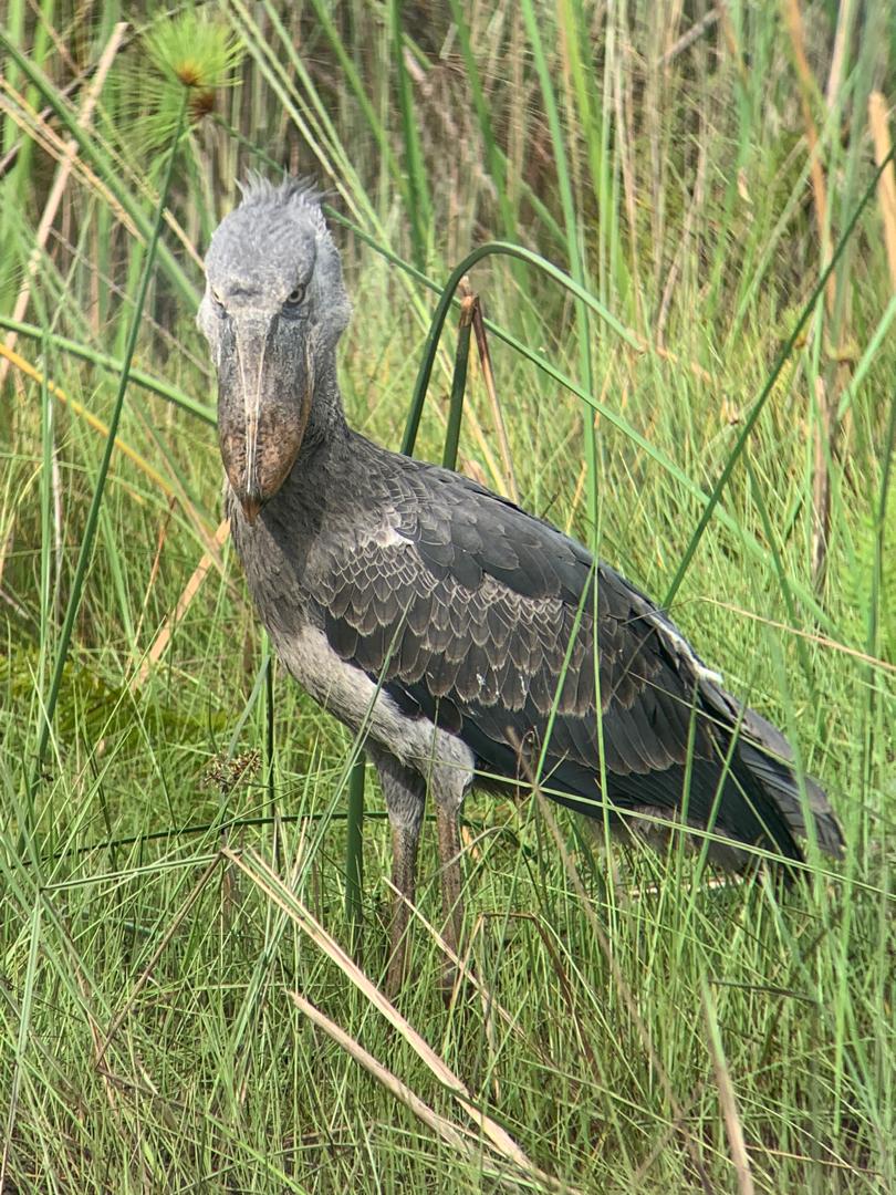 1-Day Mabamba Shoebill and Ctc Conservation Center