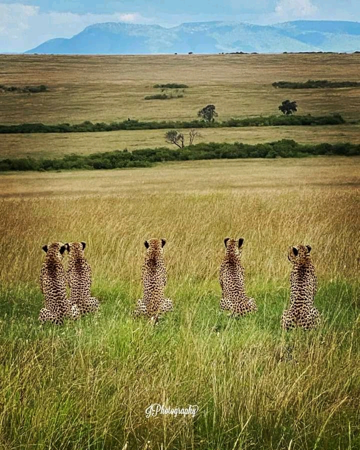 4-Day Masai Mara Budget Safari