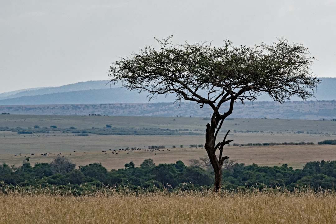 Kenya's Masai Mara vs Coastal Diani Beach: Which Safari Combo Works Best for Couples in 2026?