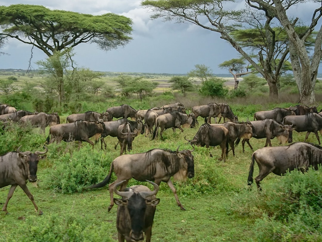 How Much Does a 10-Day Serengeti and Zanzibar Combo Safari Cost in 2026?