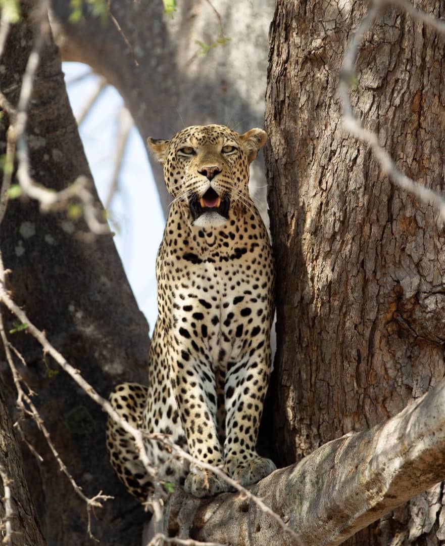 2-Day 1 night  Adventure to mikumi National park by SGR
