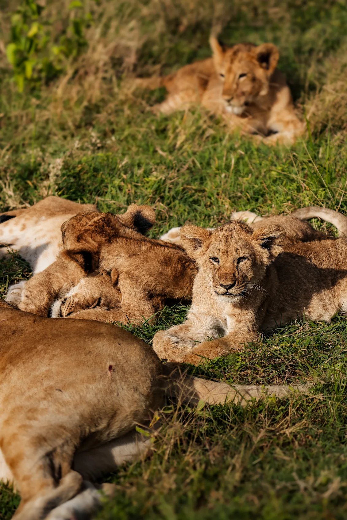 5-Day Tanzania Group and Camping safari