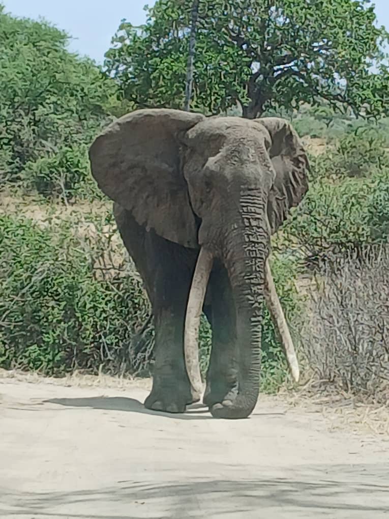3-Day Adventure to Tarangire, Ngorongoro & Lake Eyasi_Safari