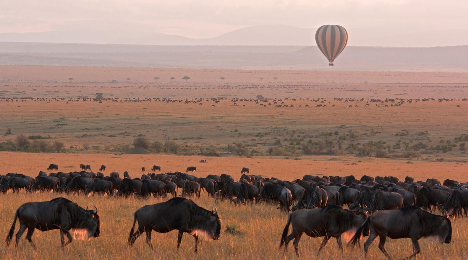 8-Day 3-Day Incredible Wildlife Safari - Mid-Range