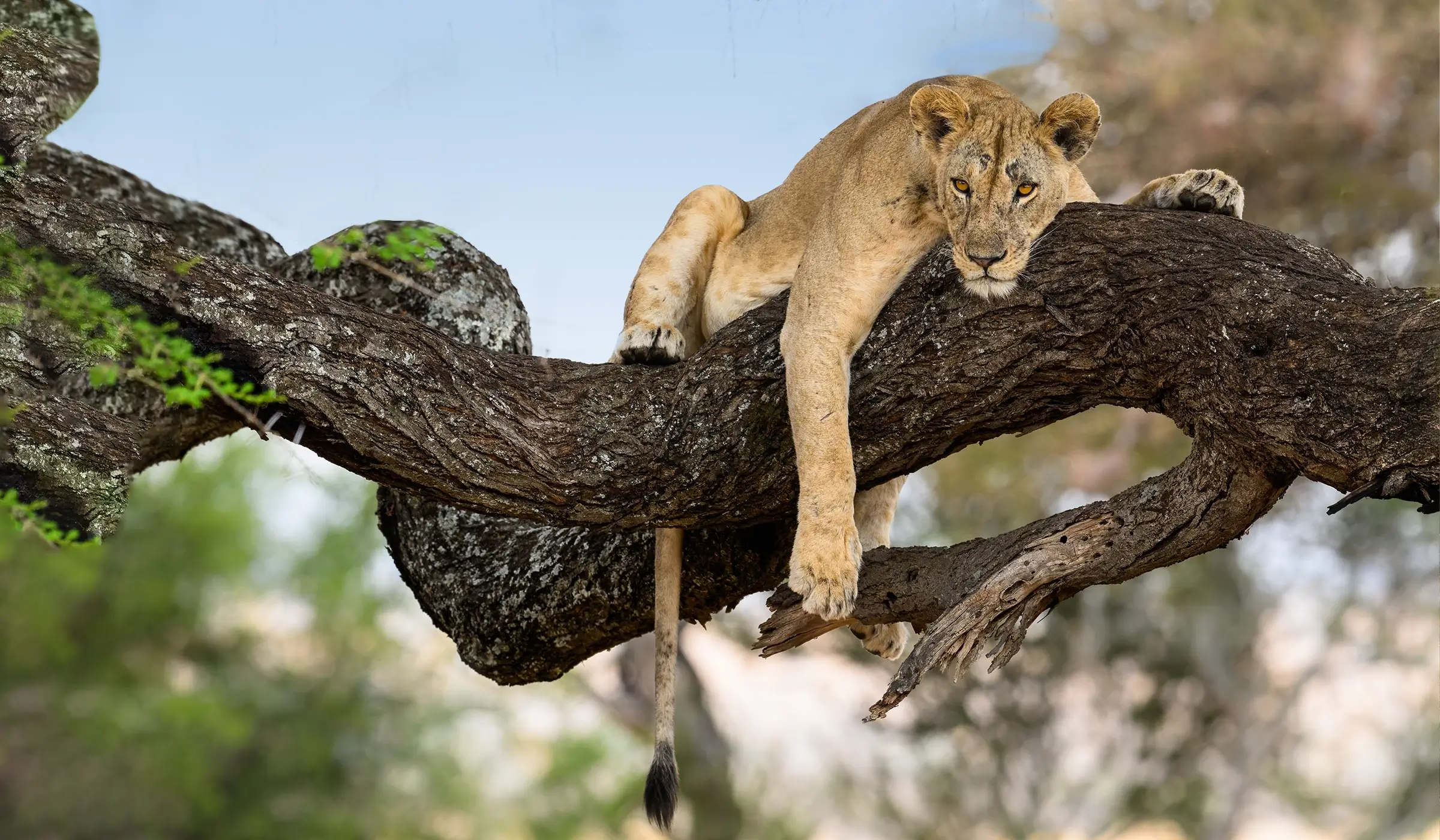 6-Day Lake Manyara, Ngorongoro Crater and Serengeti