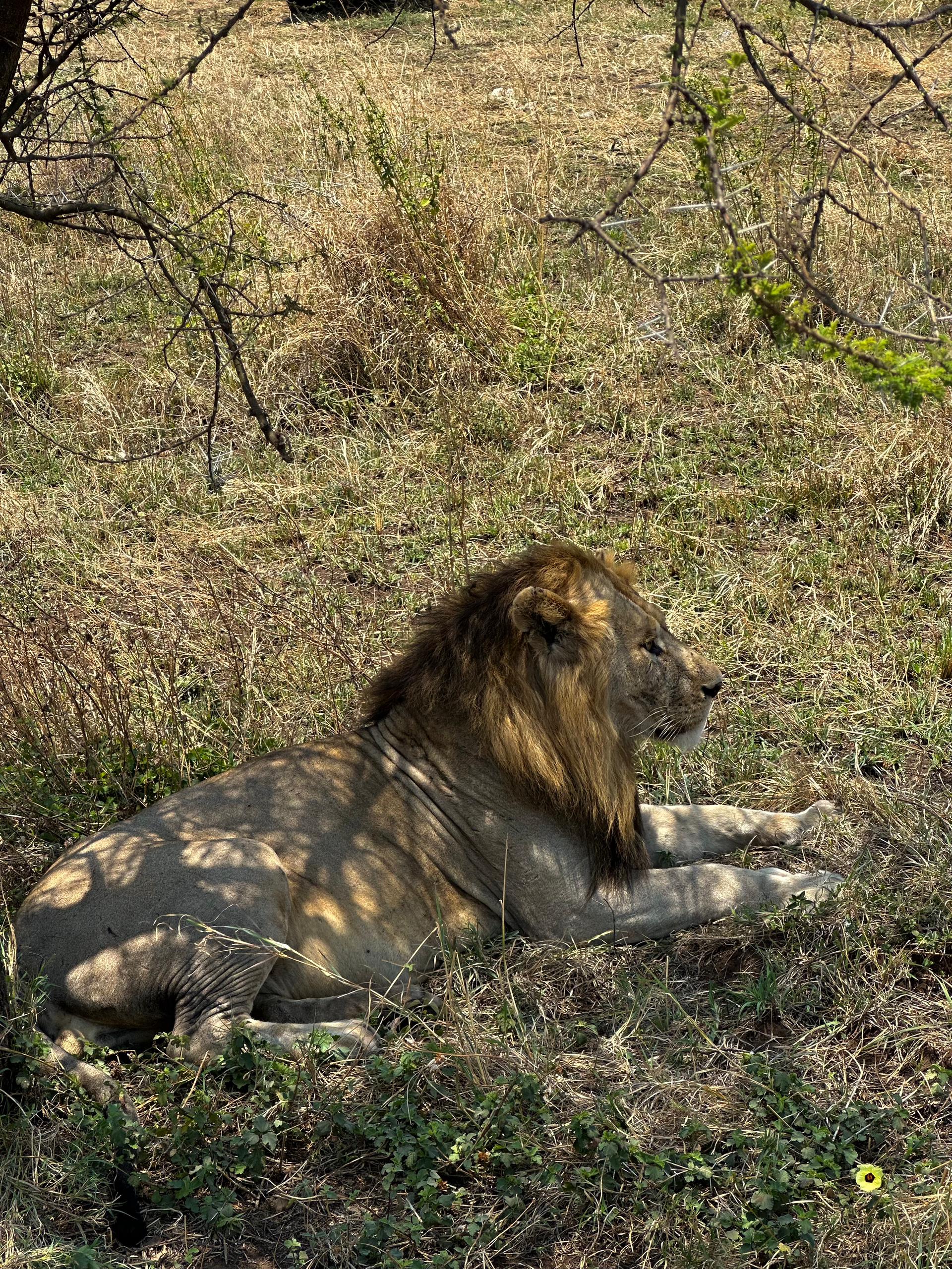 5-Day Adventure in Tarangire, Ngorongoro & Manyara Safari